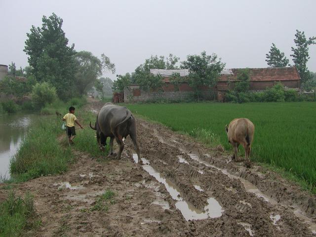 Muddy path only fit for buffalo - right next to the CP