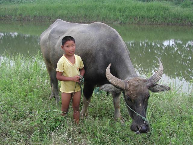 The Buffalo Boy