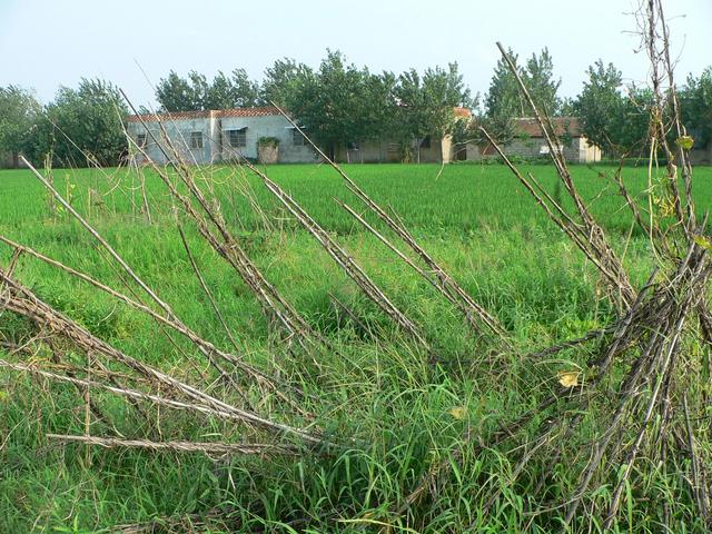 Looking south, Beihu Village.