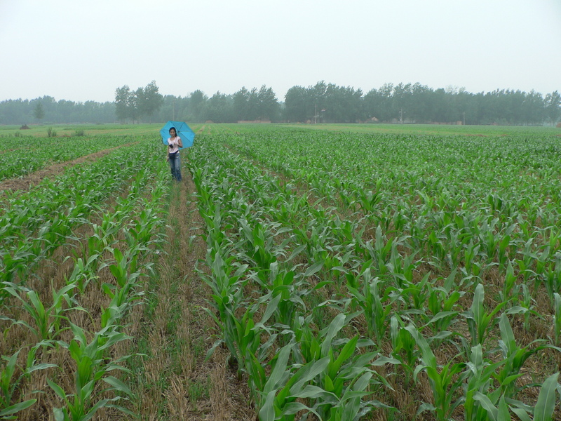 Ah Feng crossing the wheat-cum-cornfields east of the confluence