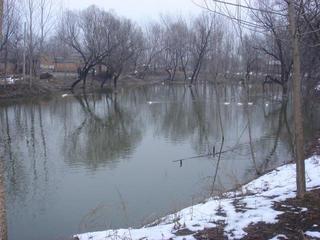 #1: Confluence point located in the middle of the pond - about where the duck in the center