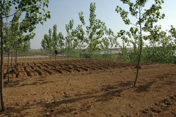 General area - ready for peanut planting