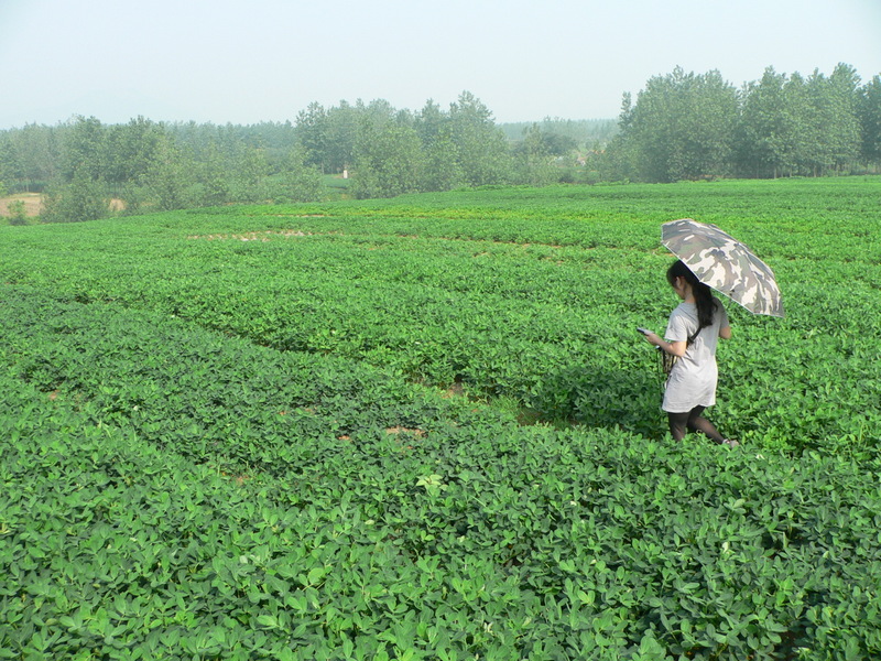 Ah Feng crossing a field of peanuts on her way to the confluence