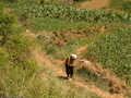 #7: We met this senior citizen while looking for an easy farm trail to use to return from the confluence