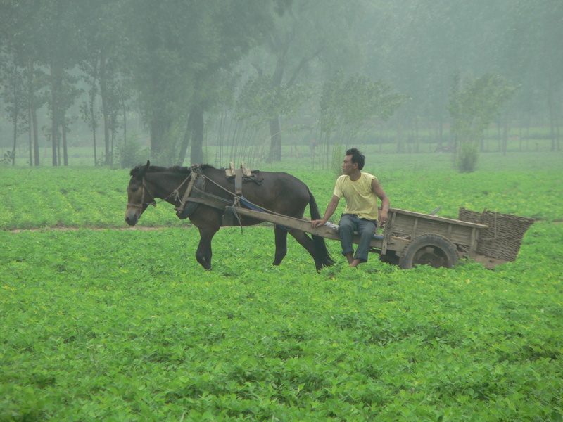 Horse-drawn cart