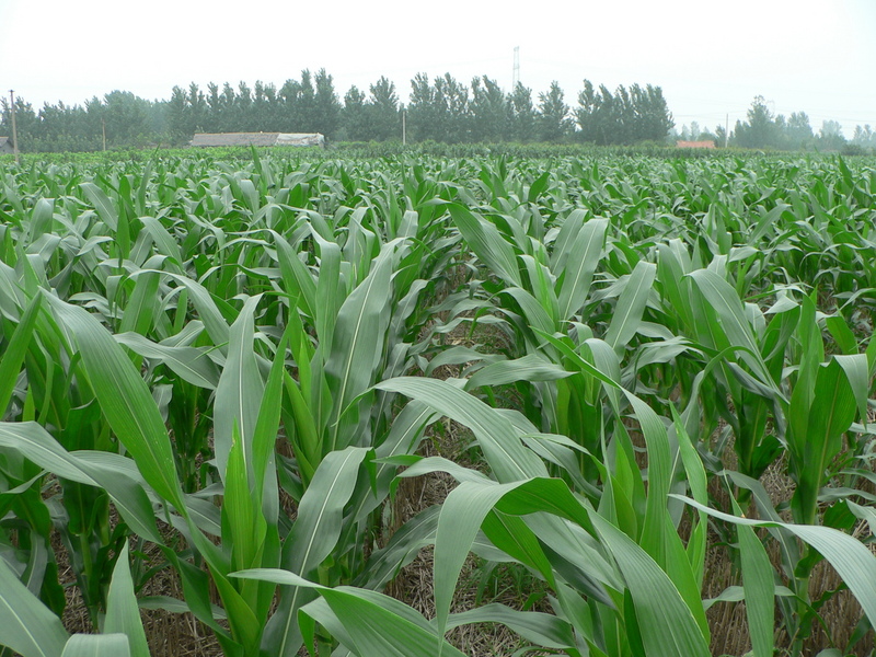 Looking north; the roof of the Wangs' house just visible above the corn plants on the left