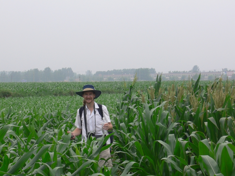 Targ amid cornfields at varying stages of development