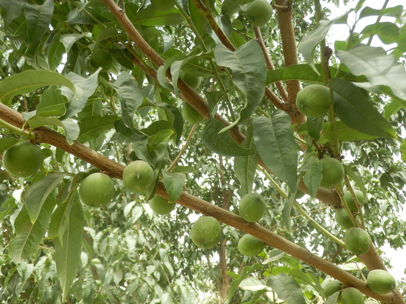 Young walnuts