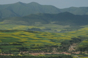 #6: Landscape of Patchworks with Rapeseed Fields