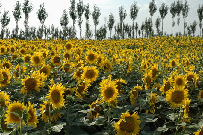 Sun flower field nearby