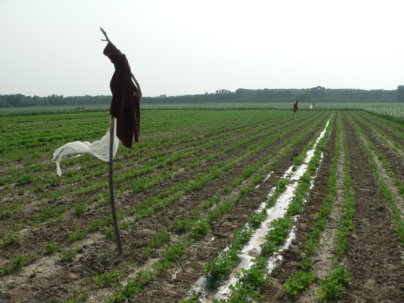 Scarecrows near the confluence