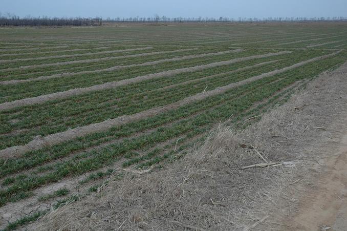 General view - CP 50 meters away in the wheat field