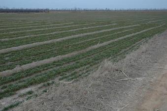 #1: General view - CP 50 meters away in the wheat field