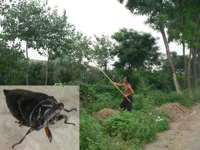 Catching bugs using a bamboo pole tipped with green sticky stuff