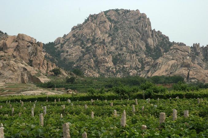 Vineyard near the Confluence point