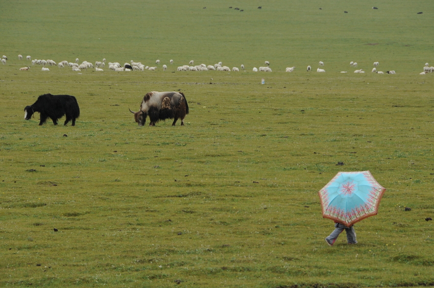 Walking Umbrella