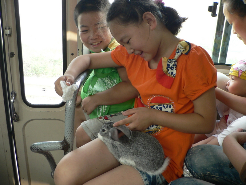 Pet rabbit on bus