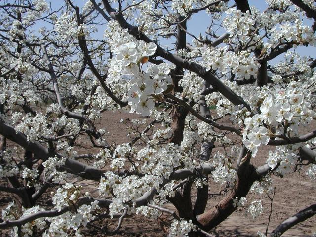 Pear Flower blossom near the CP