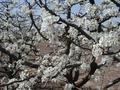 #9: Pear Flower blossom near the CP