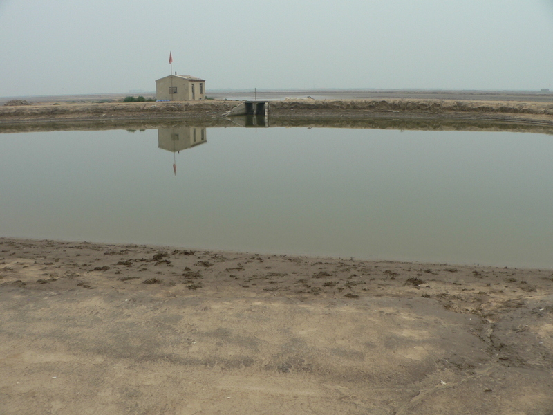 Looking east, at another prawn pond on the opposite side of the embankment