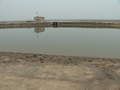 #10: Looking east, at another prawn pond on the opposite side of the embankment