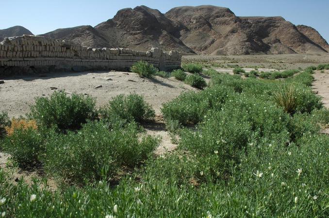 Flowering desert plants