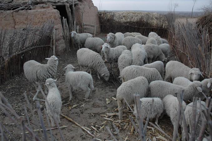 Sheep living on the Conflunece point also