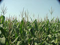 #2: The confluence is 1.5 meters behind the first row of corn