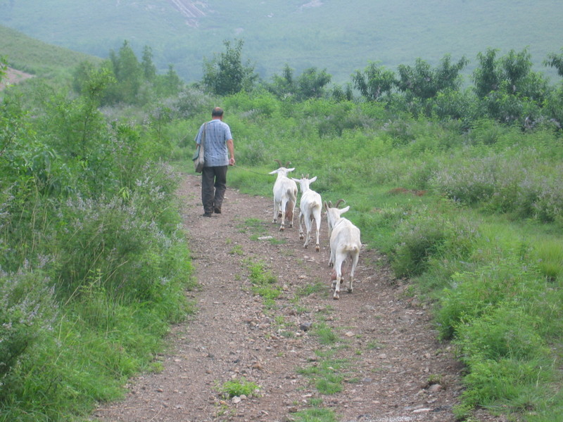 A Goatherd walking by