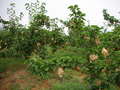 #2: North view, showing pear tree and protected fruits.