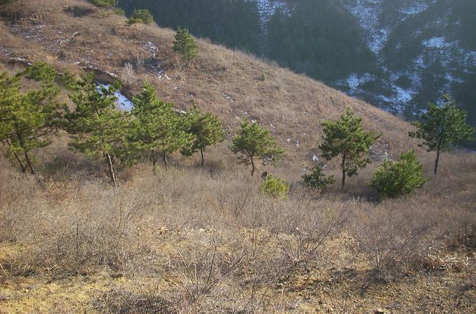 N41E118就在中间那棵松树旁/N41E118 near that pine in the middle