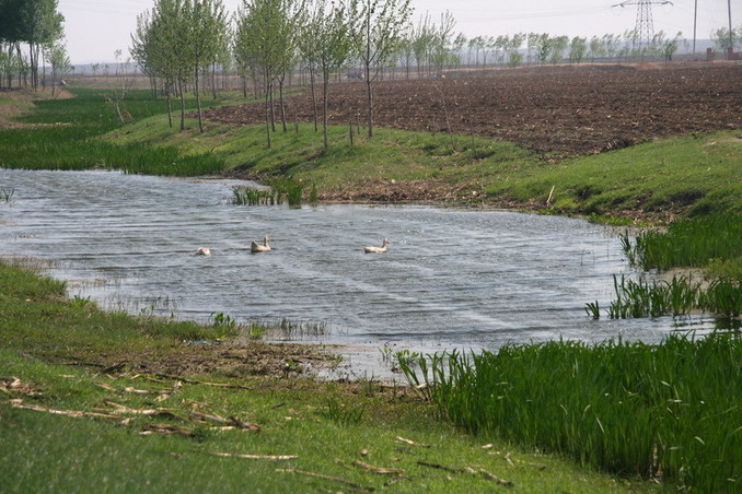 Ducks swimming in a small pool