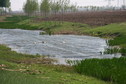 #4: Ducks swimming in a small pool