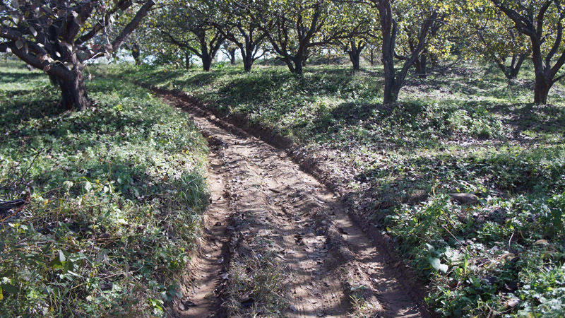 果木小道 / Fruit trees trail