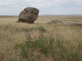 #6: Stone along the Hike