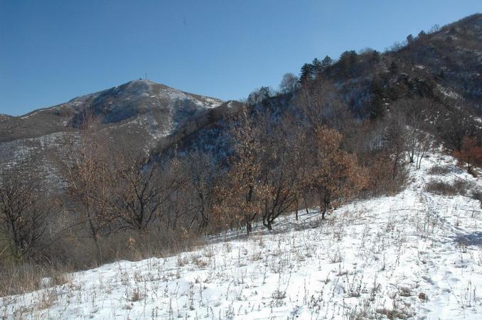 View of CP from the ridge - located on the shadded slope behind the trees - 120 meters away