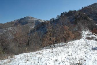 #1: View of CP from the ridge - located on the shadded slope behind the trees - 120 meters away