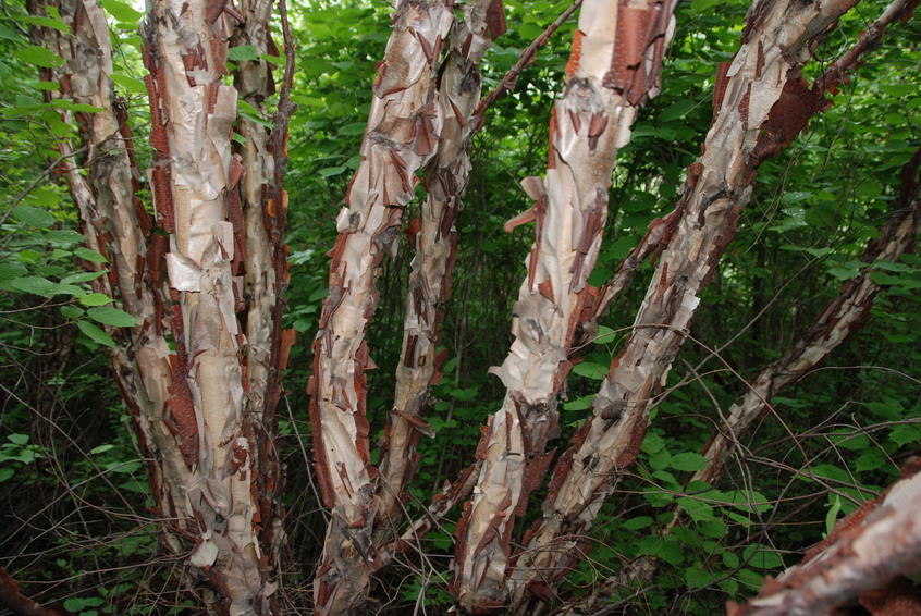 Interesting Bark