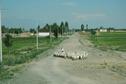 #10: A view of the Heart of Asia village - about 1.5 km from the monument