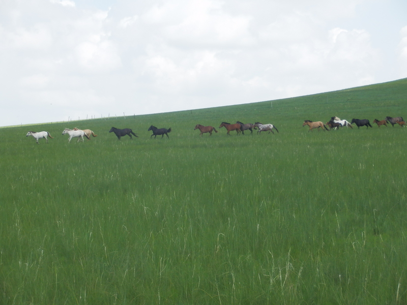 Horses seen at the Confluence