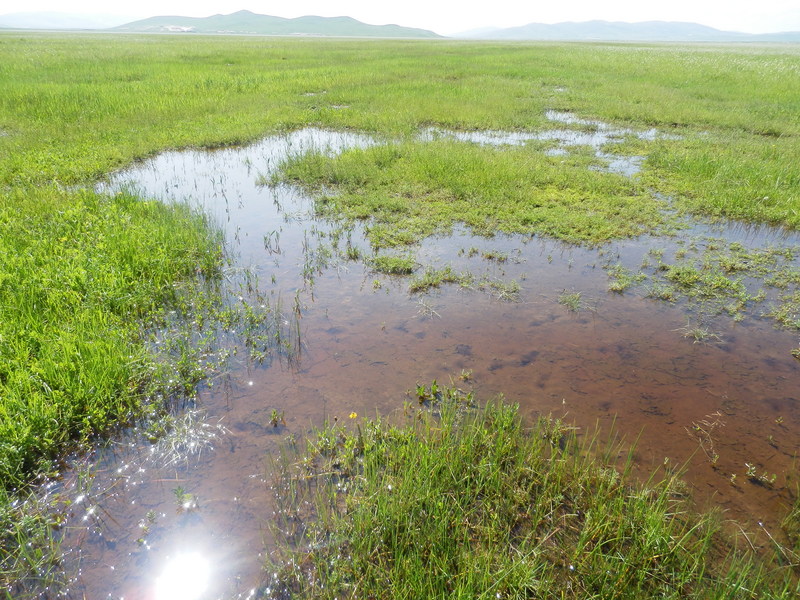 The Wetland around the Confluence Point