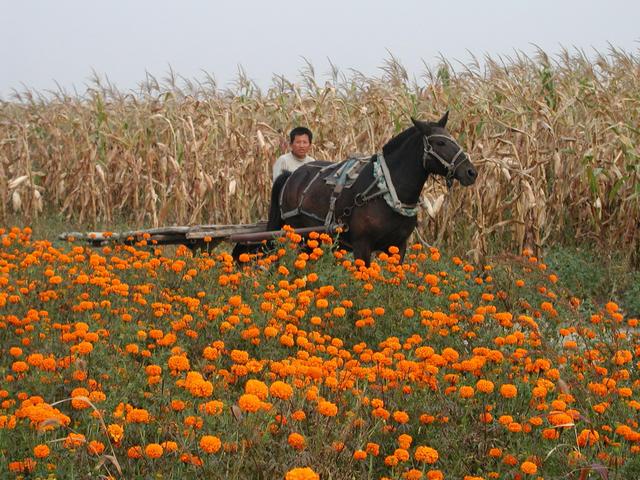 Farmer heading to the confluence point