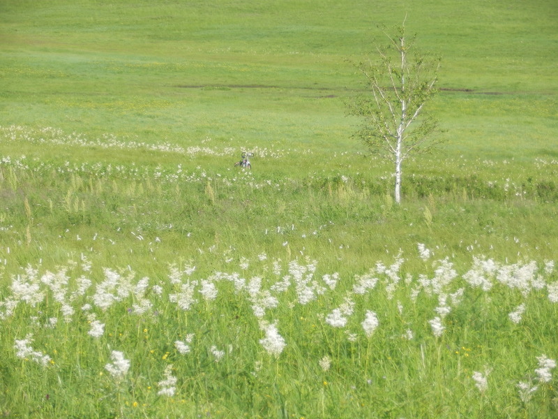 Swamp with Bicycle in the Center 