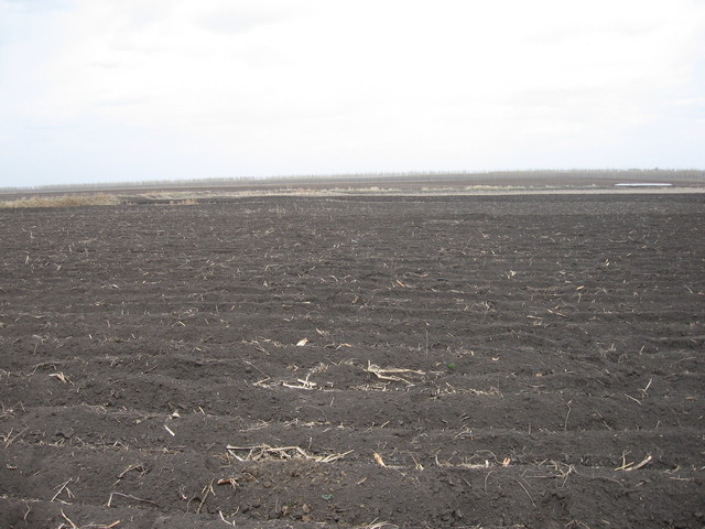 looking east. still wide field. /朝东看.还是黑土地