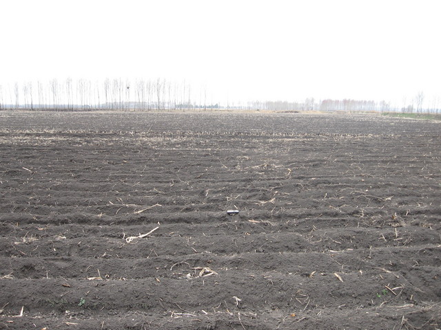 looking west , we can see some tree and nest/朝西看,有树和鸟窝