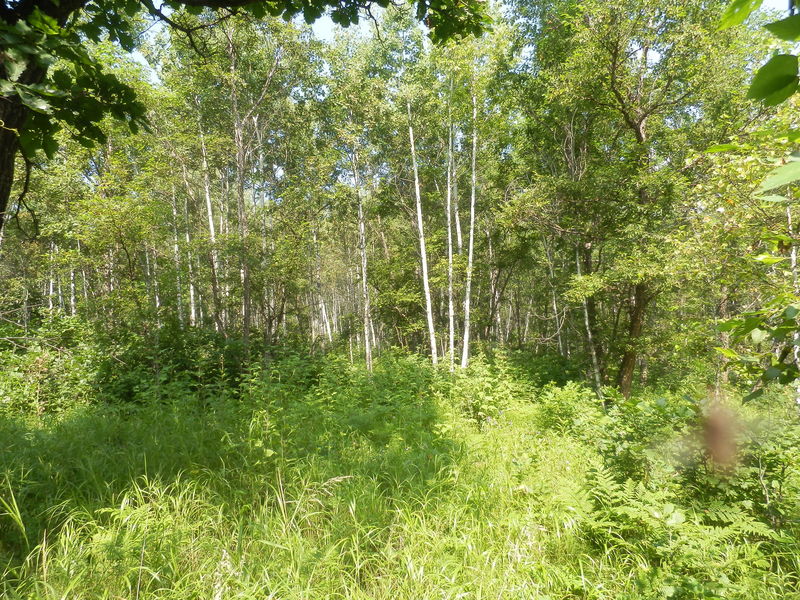 The Confluence from 20 m