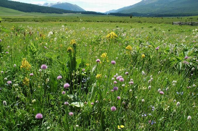 Valley of wild flower on the way to China-Kazakstan border