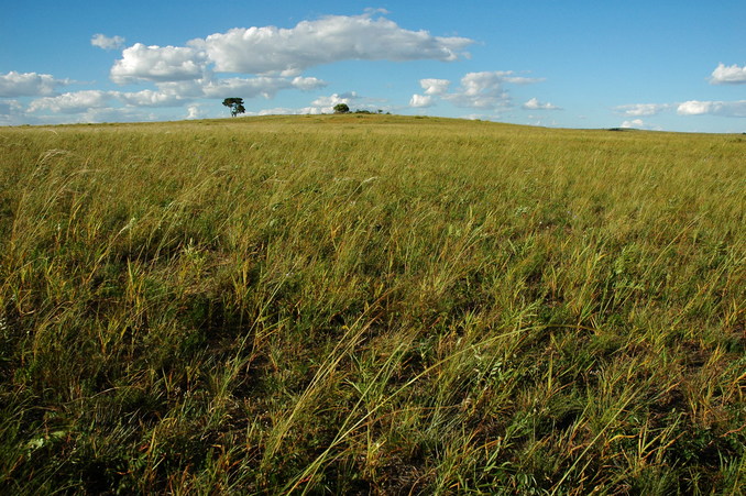 A close-up view of the tall grass at the Confluence Point