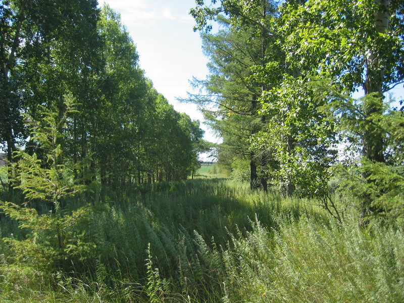 On the Walk to the Confluence Point