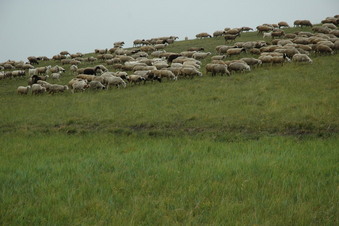 #1: Confluence point over run by sheep - CP about 50 meters away